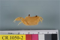 藏品(臺灣厚蟹)的圖片